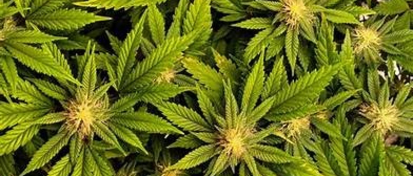 Photo of Cannabis Plant